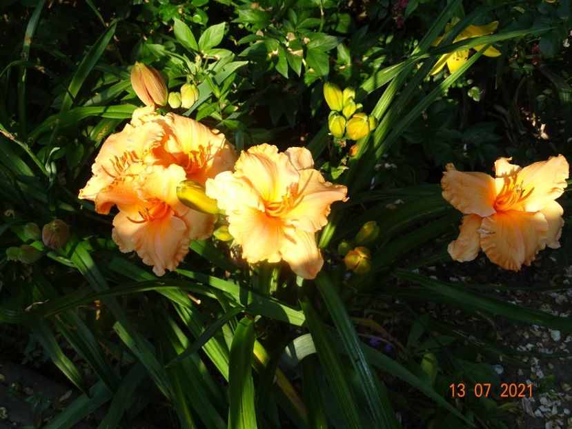  - Hemerocallis 2021