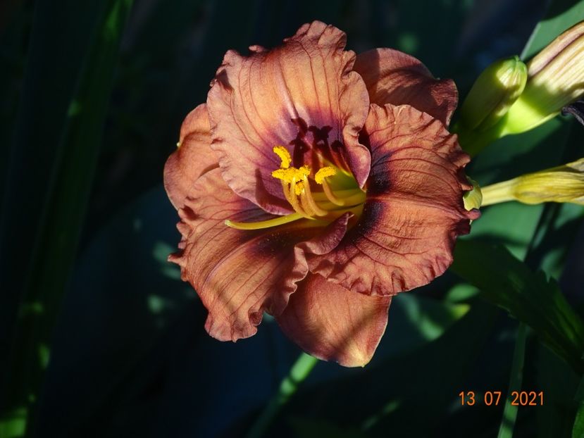  - Hemerocallis 2021