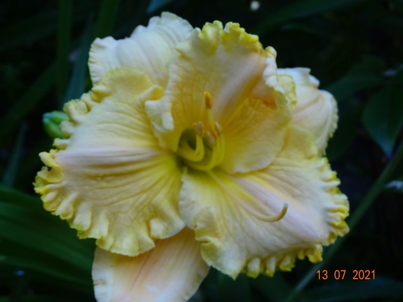  - Hemerocallis 2021