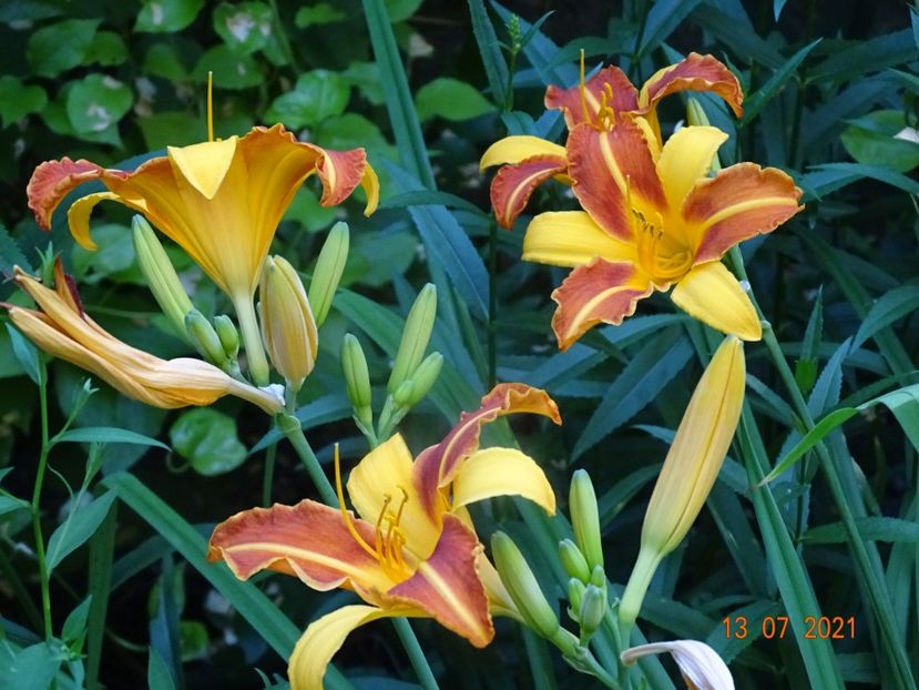  - Hemerocallis 2021