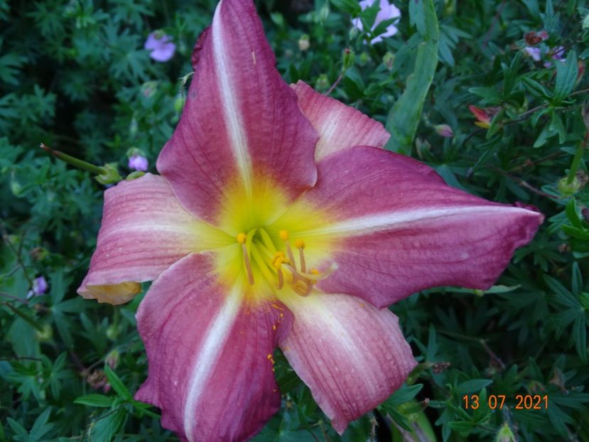  - Hemerocallis 2021