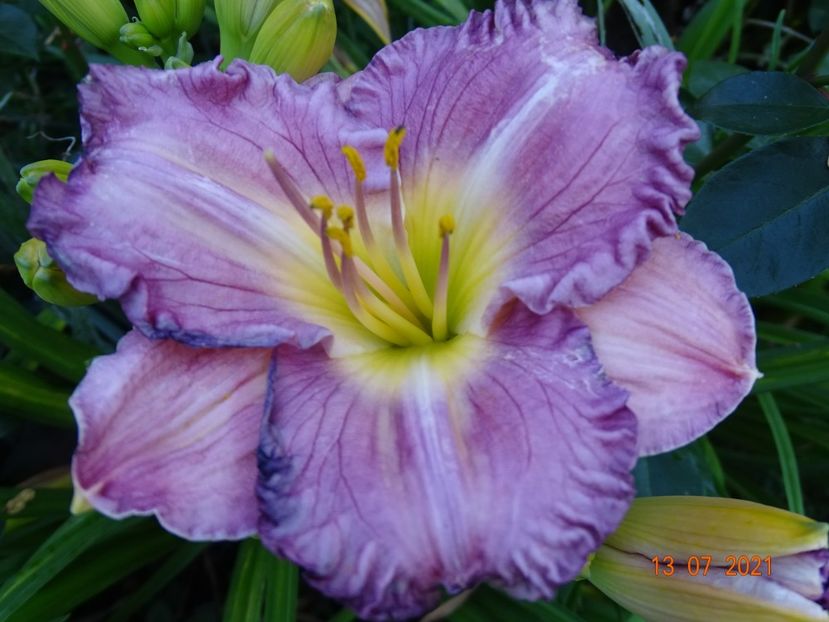 - Hemerocallis 2021