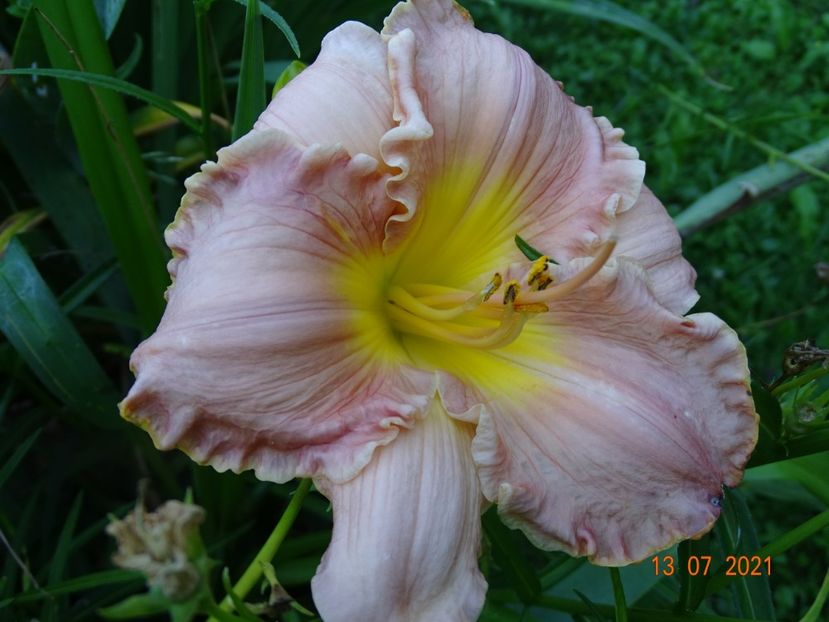  - Hemerocallis 2021