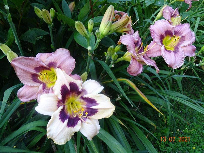  - Hemerocallis 2021