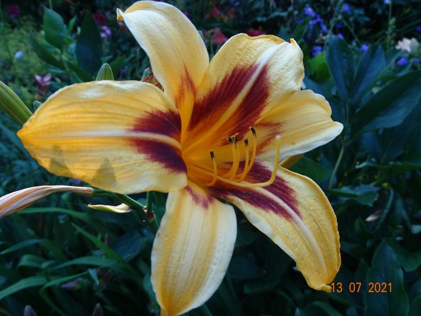  - Hemerocallis 2021