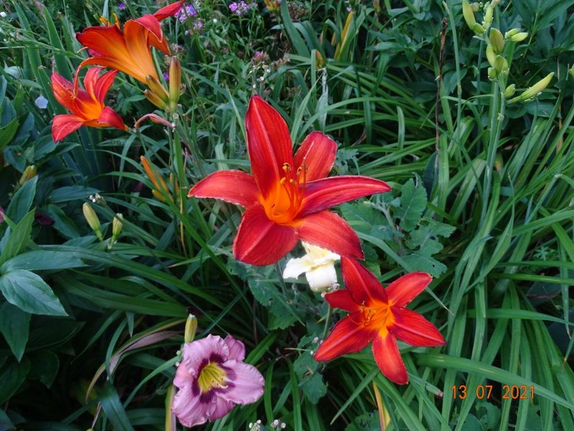  - Hemerocallis 2021