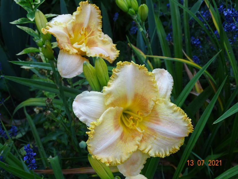  - Hemerocallis 2021