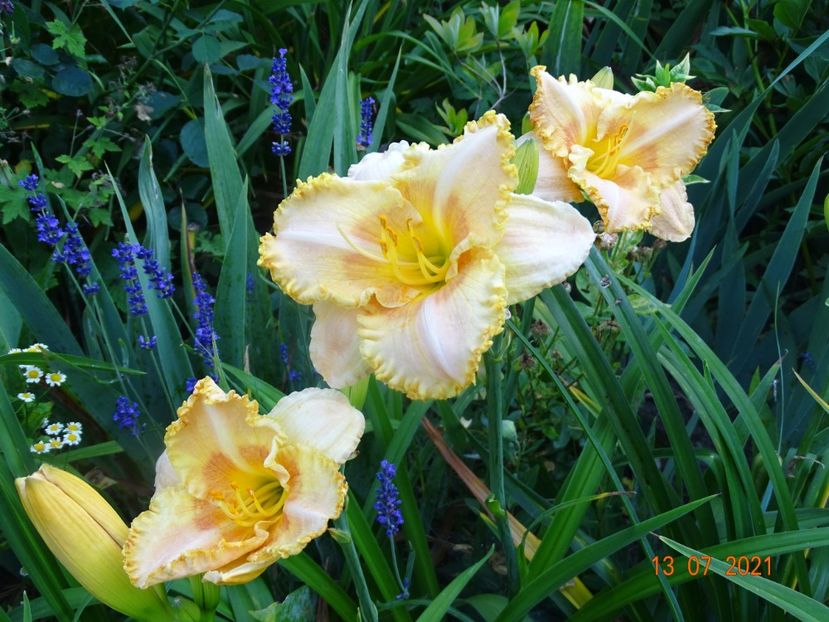  - Hemerocallis 2021
