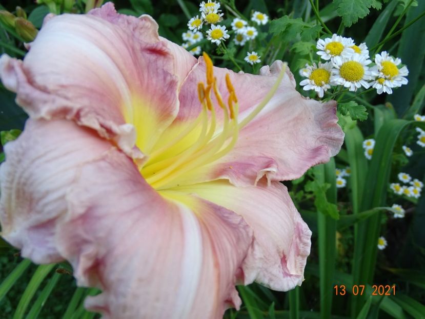  - Hemerocallis 2021