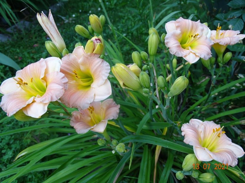  - Hemerocallis 2021