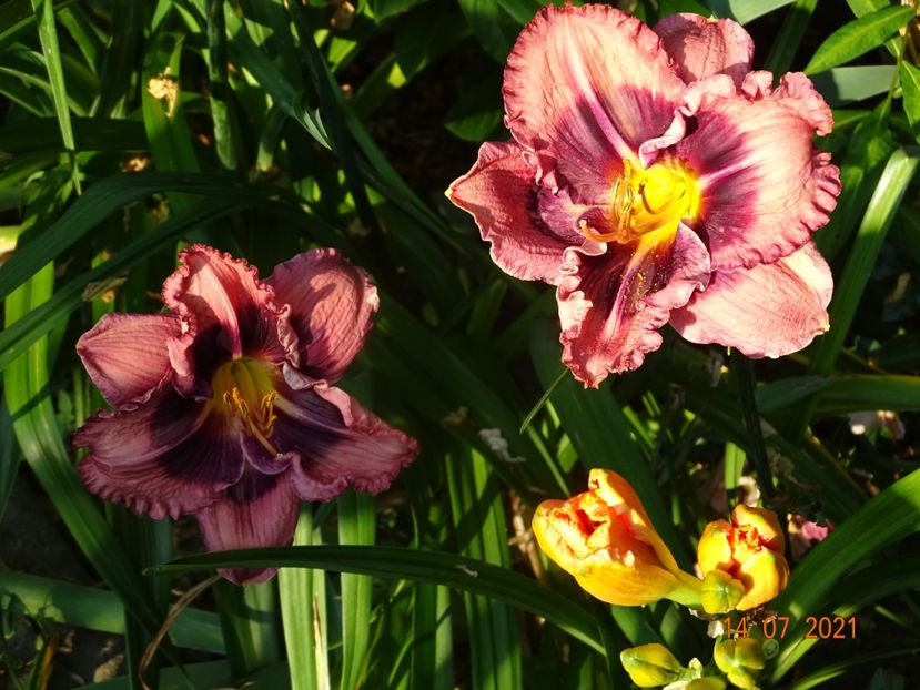  - Hemerocallis 2021