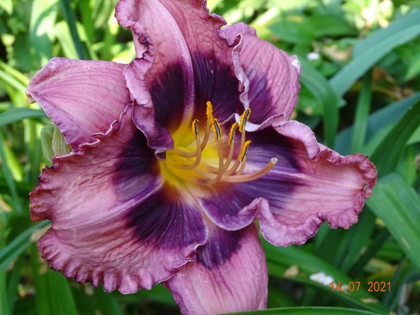  - Hemerocallis 2021