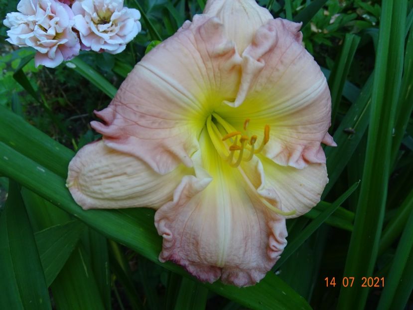  - Hemerocallis 2021