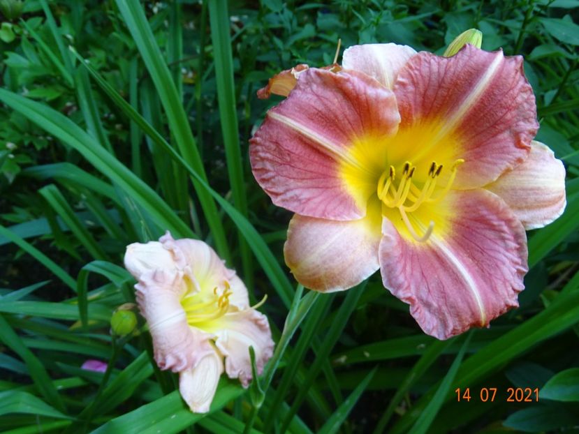  - Hemerocallis 2021
