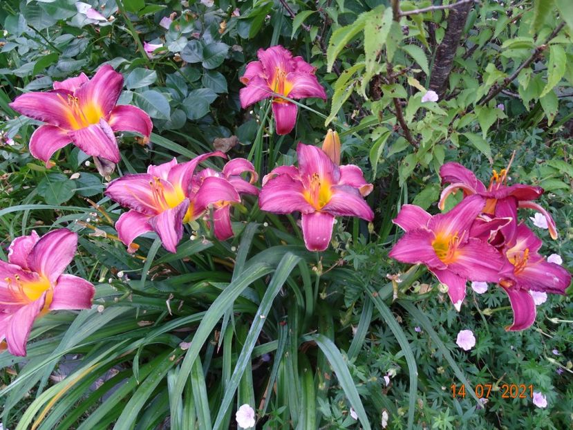  - Hemerocallis 2021