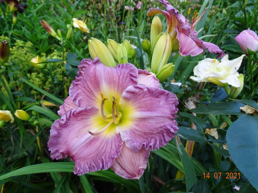  - Hemerocallis 2021