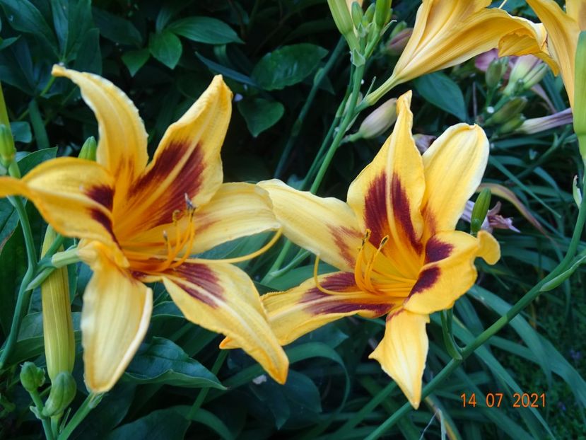  - Hemerocallis 2021