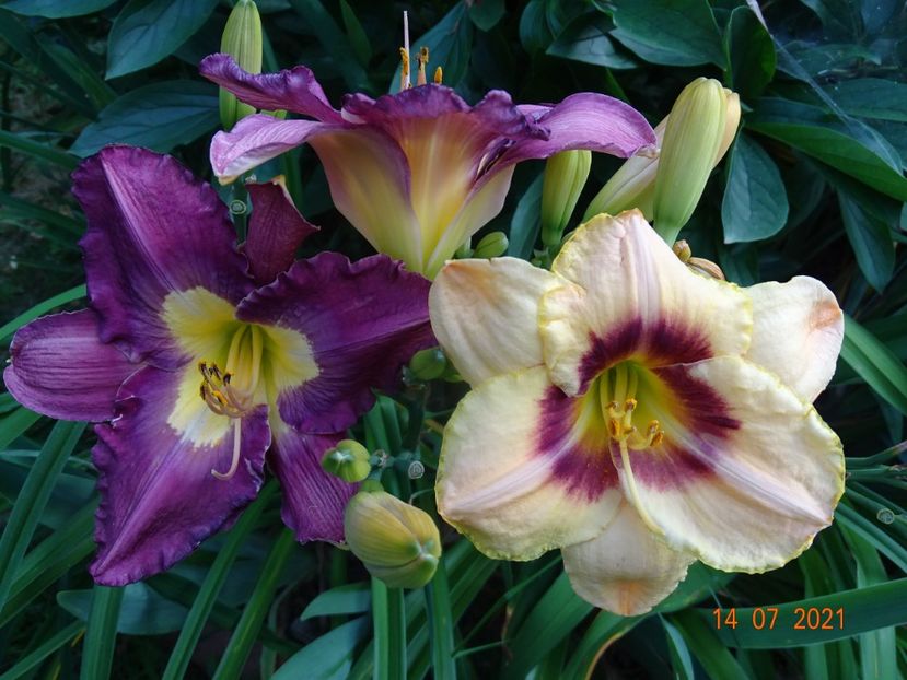  - Hemerocallis 2021