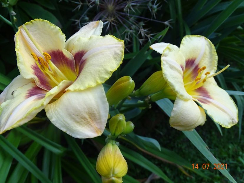  - Hemerocallis 2021