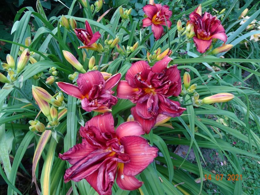  - Hemerocallis 2021