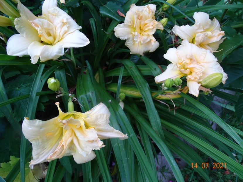  - Hemerocallis 2021