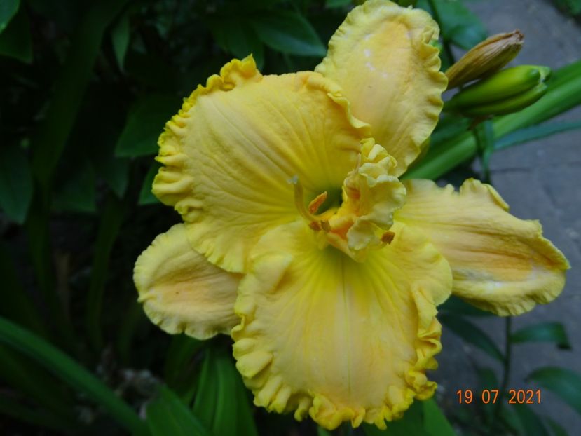  - Hemerocallis 2021