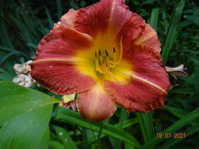  - Hemerocallis 2021
