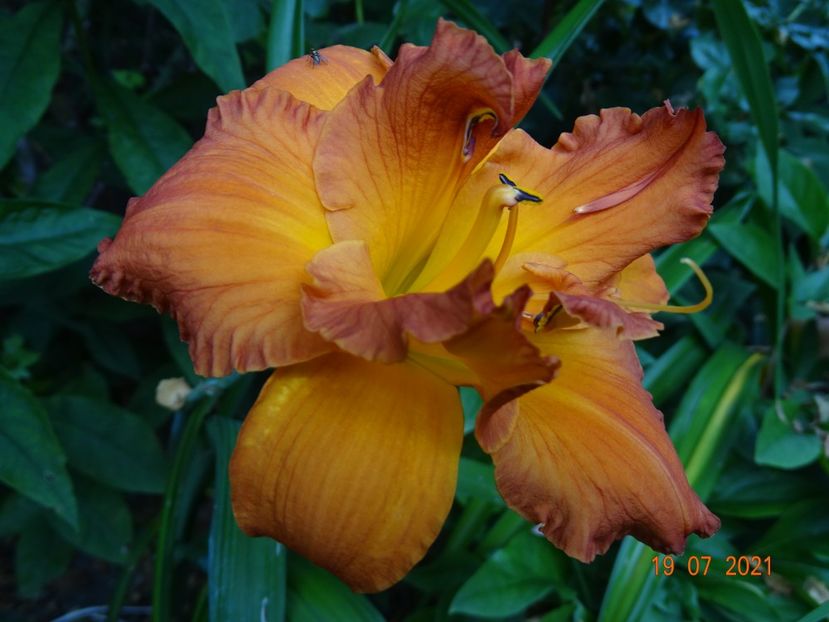  - Hemerocallis 2021