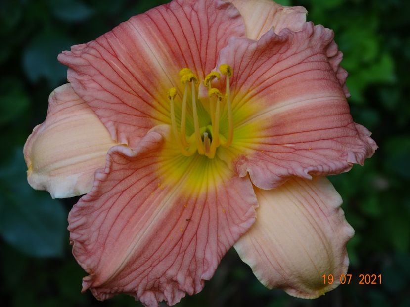  - Hemerocallis 2021