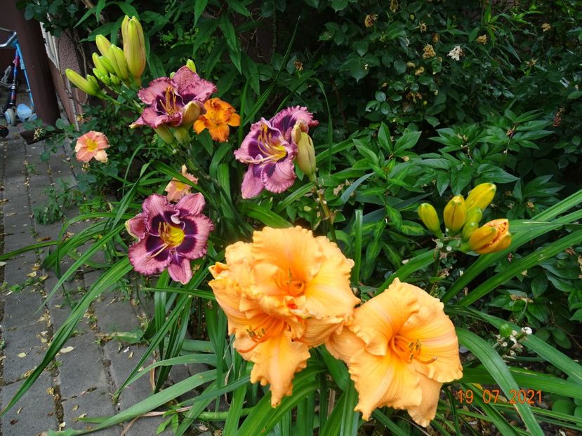  - Hemerocallis 2021