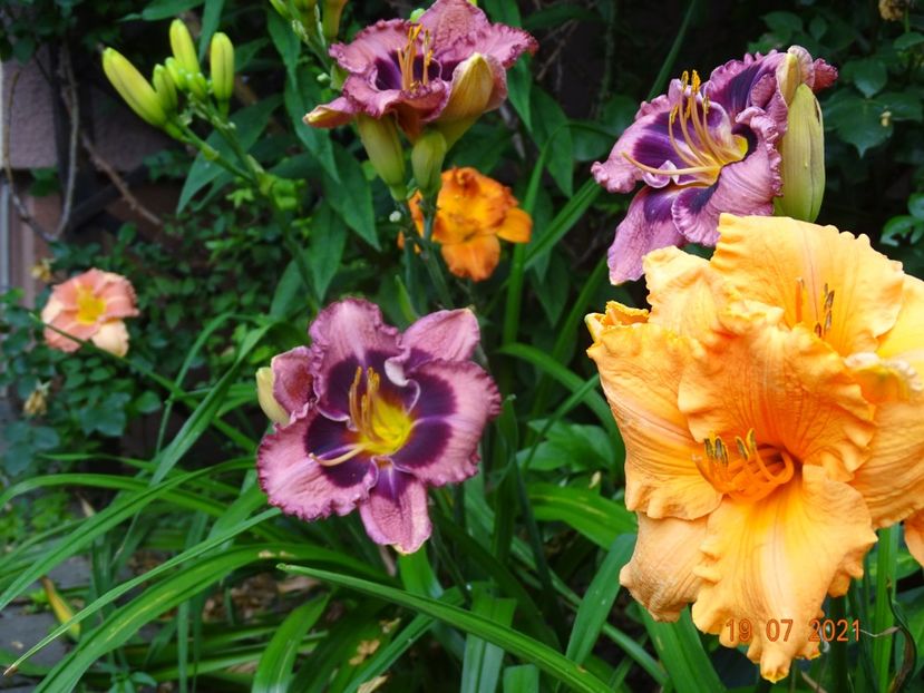  - Hemerocallis 2021