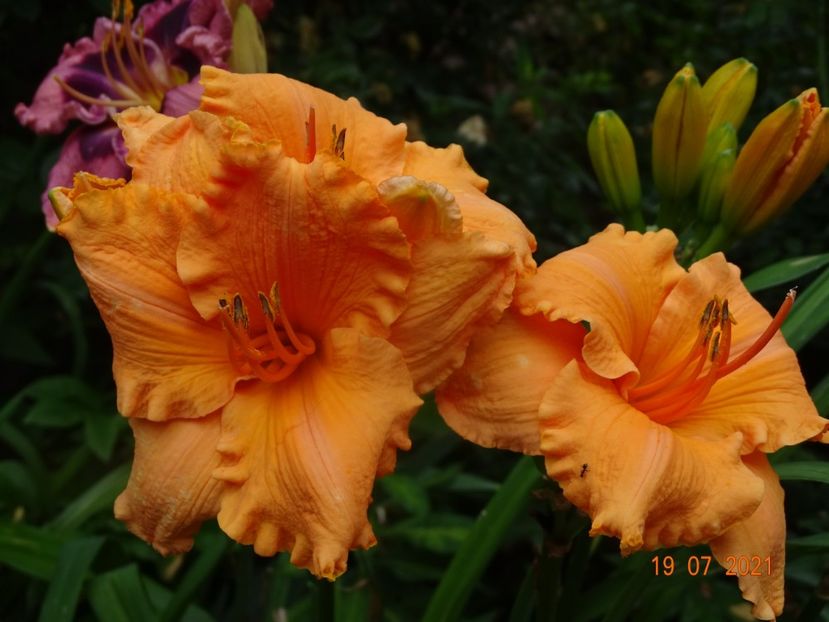  - Hemerocallis 2021