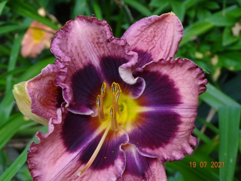  - Hemerocallis 2021