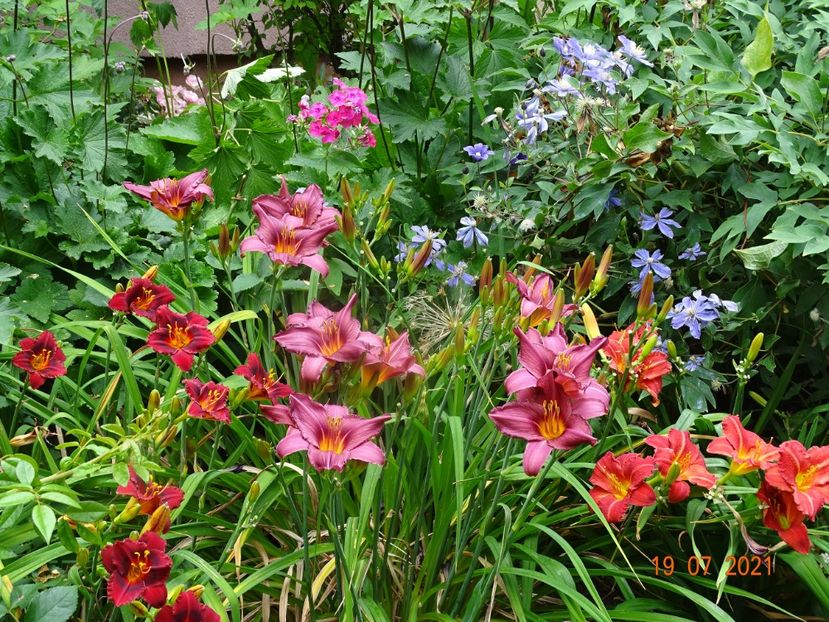  - Hemerocallis 2021