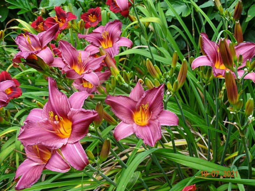  - Hemerocallis 2021