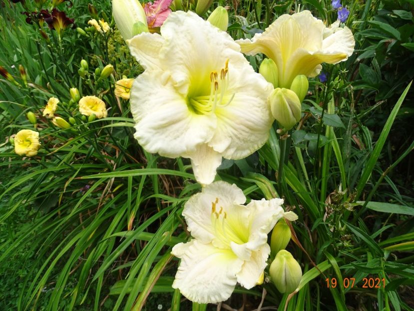  - Hemerocallis 2021