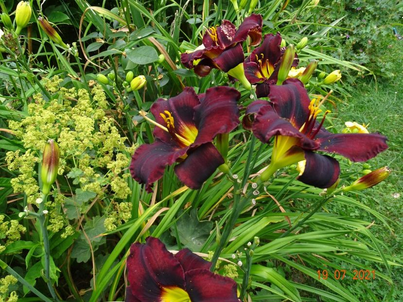 - Hemerocallis 2021