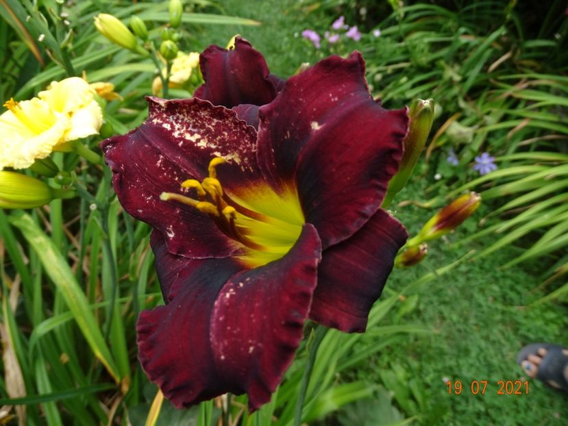  - Hemerocallis 2021