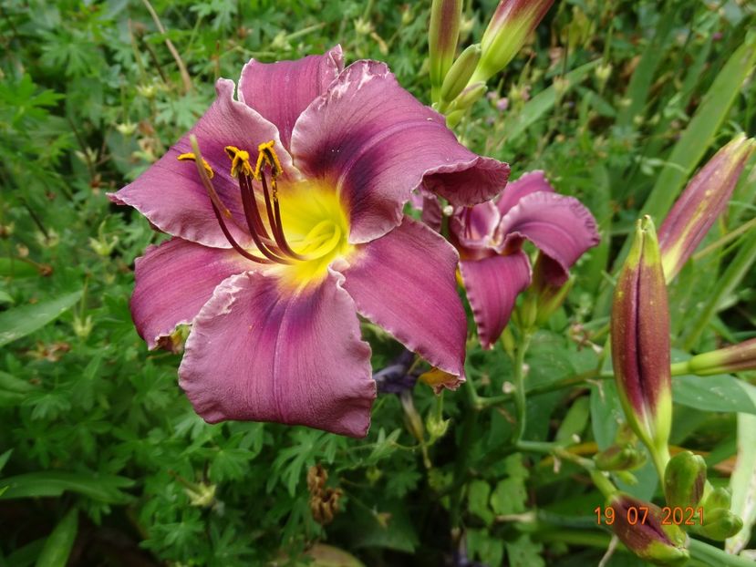  - Hemerocallis 2021