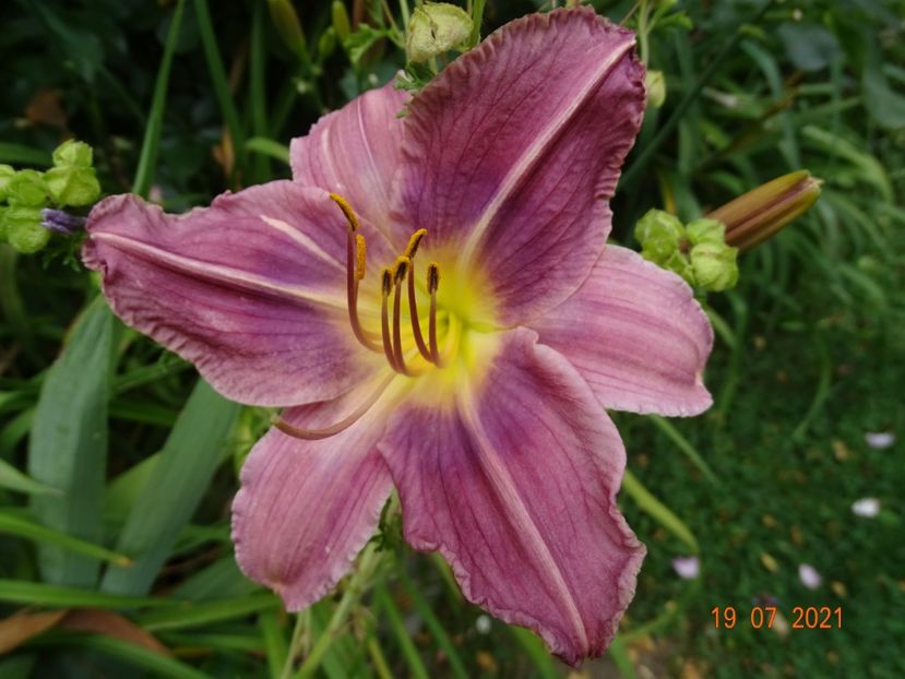  - Hemerocallis 2021