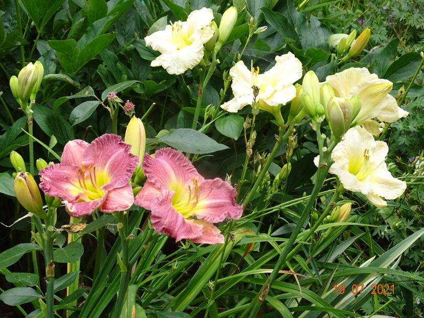 - Hemerocallis 2021