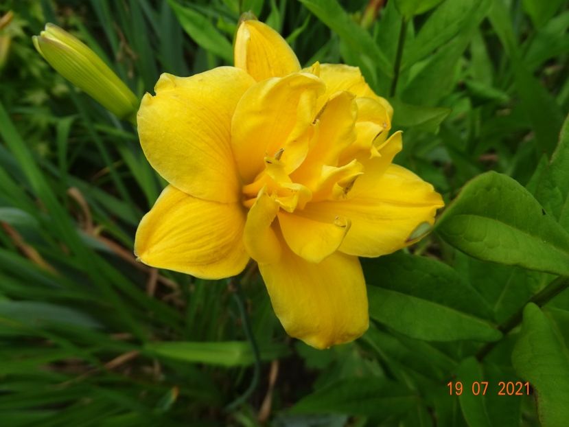  - Hemerocallis 2021