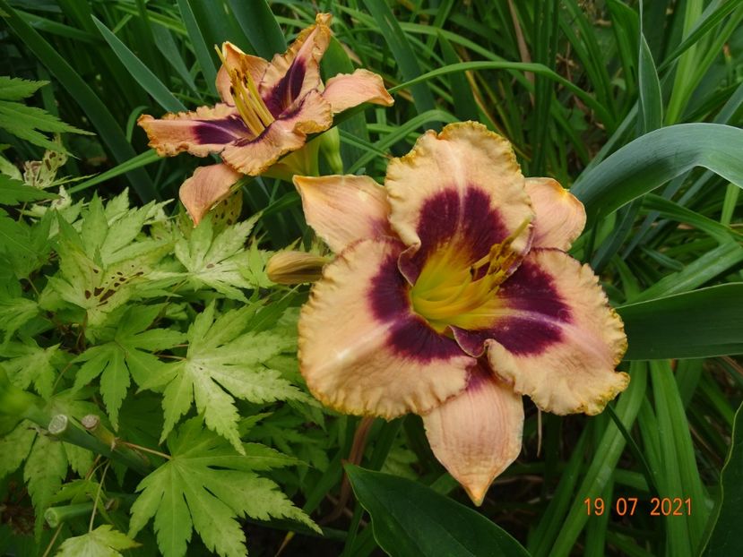  - Hemerocallis 2021