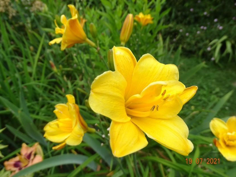  - Hemerocallis 2021