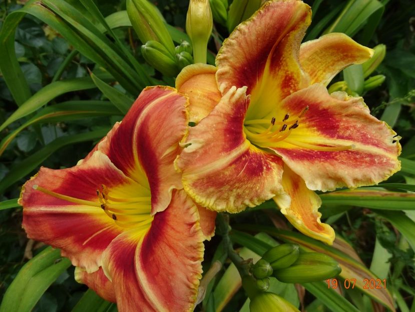  - Hemerocallis 2021