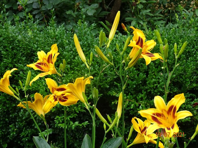  - Hemerocallis 2021