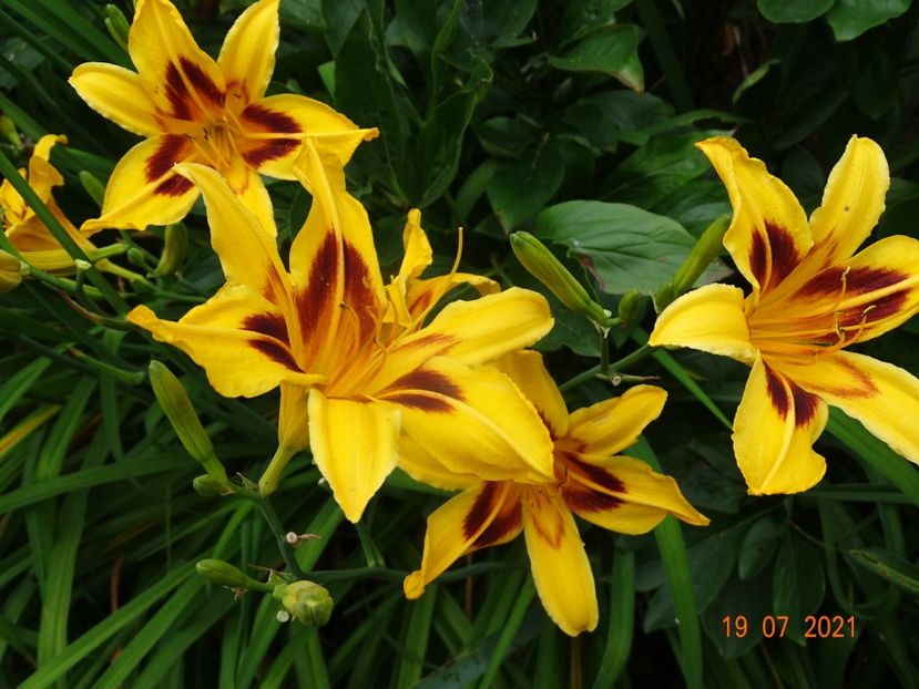  - Hemerocallis 2021