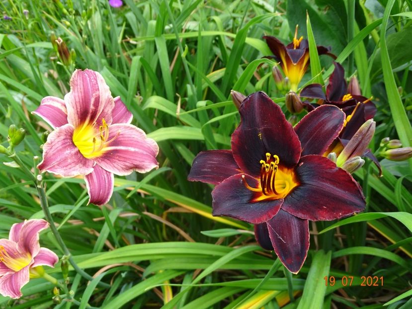  - Hemerocallis 2021