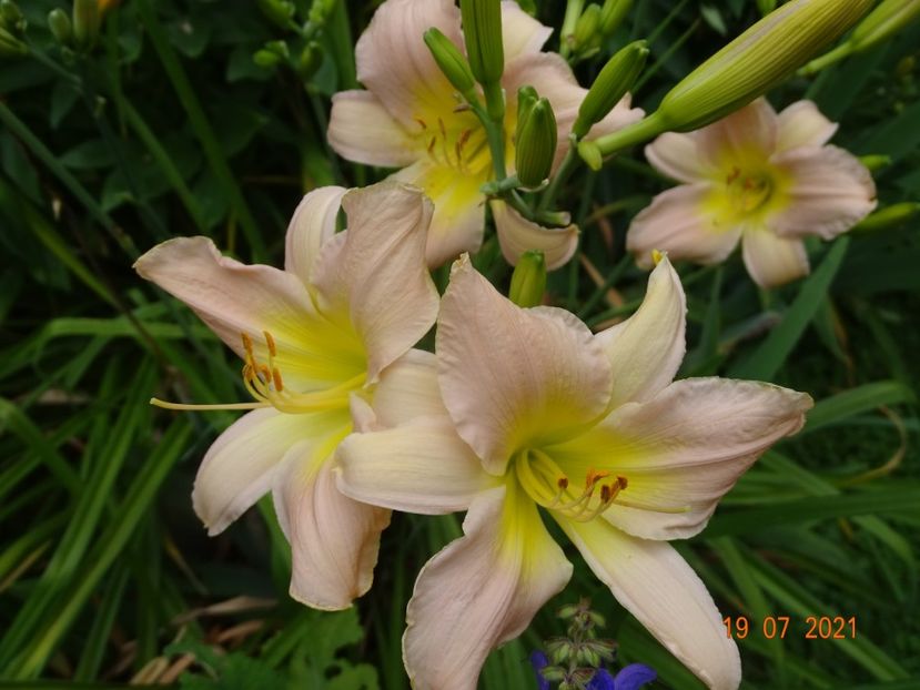  - Hemerocallis 2021