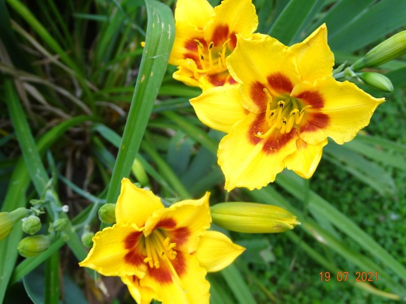  - Hemerocallis 2021